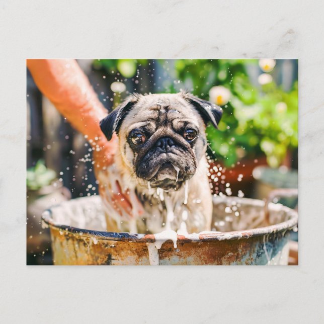 Pug Being Bathed in Bucket of Water Postkarte (Vorderseite)