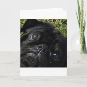 pug black-pug eyes karte