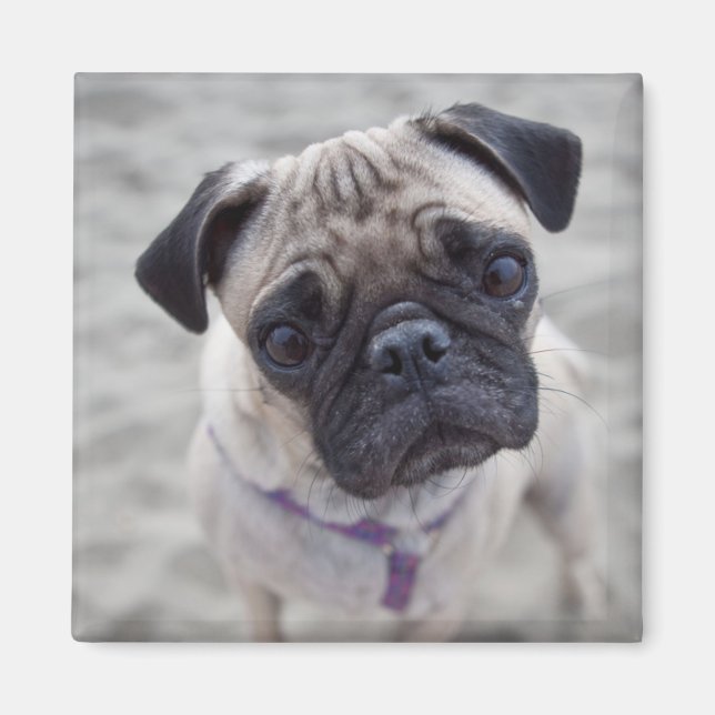Pug Closeup Magnet (Vorne)