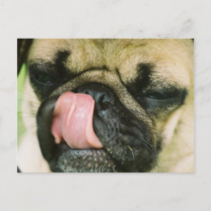 Pugalicious Postcard Postkarte