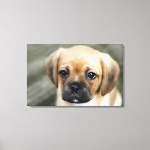 Pugalier Welpe, der Kamera betrachtet Leinwanddruck