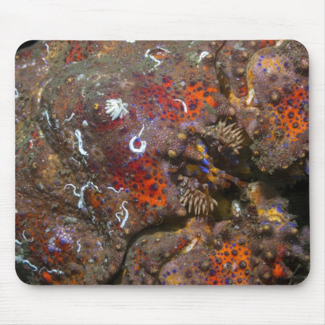 Puget Sound King Crab Mousepad (Vorne)