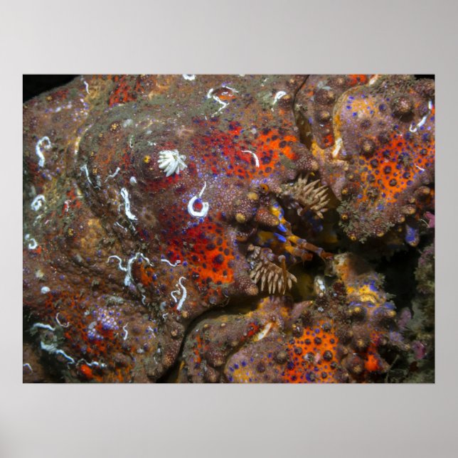 Puget Sound King Crab Poster (Vorne)