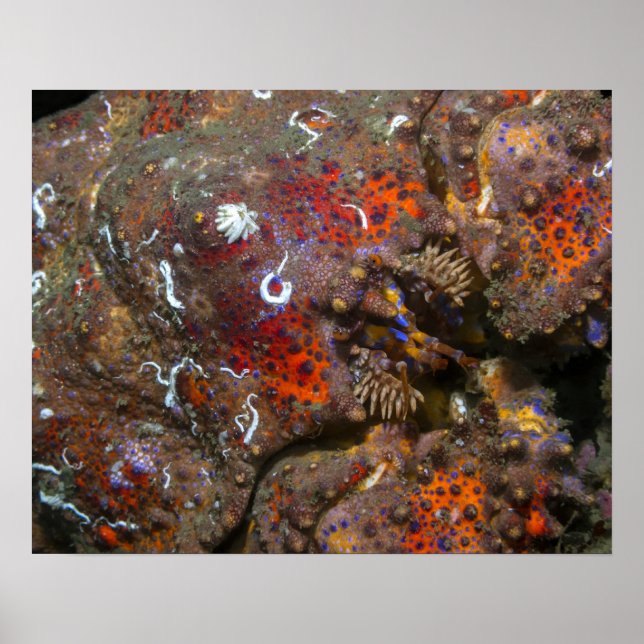 Puget Sound King Crab Poster (Vorne)