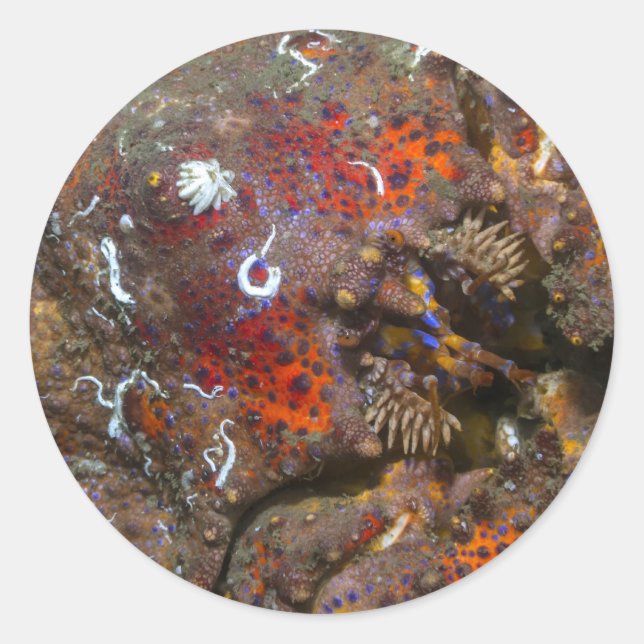 Puget Sound King Crab Sticker (Vorderseite)