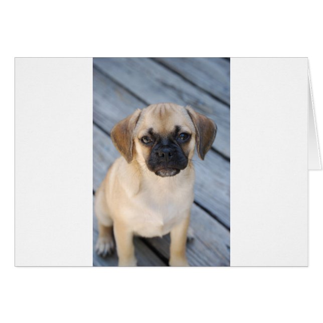 Puggle (Vorderseite (Horizontal))