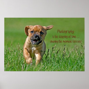 Puggle auf dem Laufenden Poster