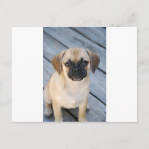 Puggle Postkarte