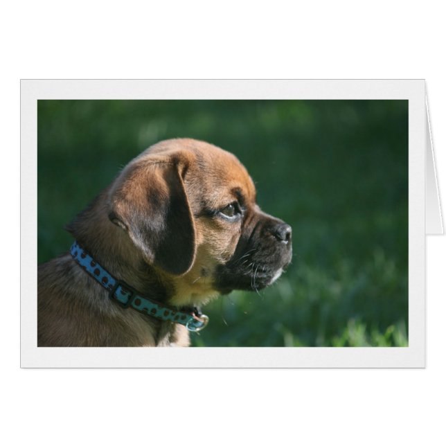 Puggle-Profil (Vorderseite (Horizontal))