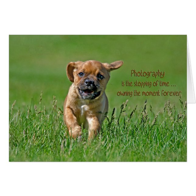 Puggle Pup (Vorderseite (Horizontal))