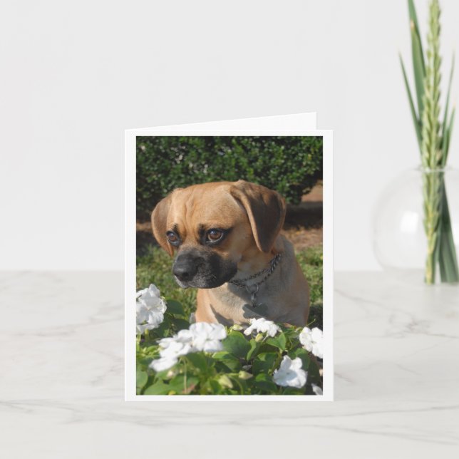 Puggles Karte (Vorderseite)