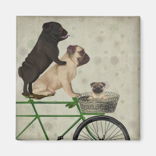 Pugs on Bicycle Magnet