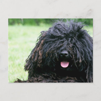 Puli Hundepostkarte Postkarte