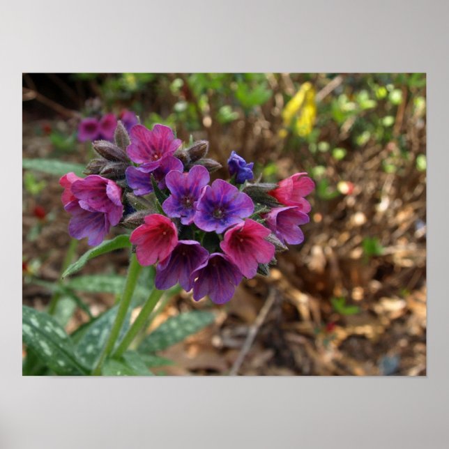 Pulmonaria Himbeerplakat Poster (Vorne)