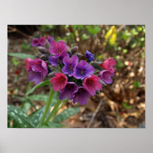 Pulmonaria Himbeerplakatdruck Poster