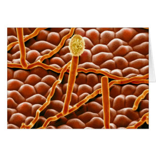 Pulvriger Mehltau-Pilz auf Poinsettia