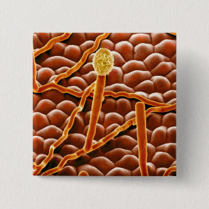 Pulvriger Mehltau-Pilz auf Poinsettia Button