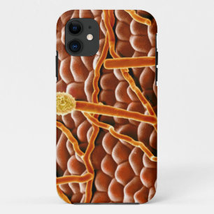 Pulvriger Mehltau-Pilz auf Poinsettia Case-Mate iPhone Hülle