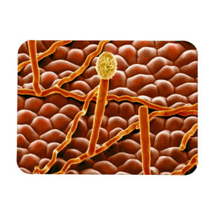 Pulvriger Mehltau-Pilz auf Poinsettia Magnet