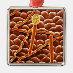 Pulvriger Mehltau-Pilz auf Poinsettia Ornament Aus Metall