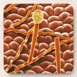 Pulvriger Mehltau-Pilz auf Poinsettia Untersetzer