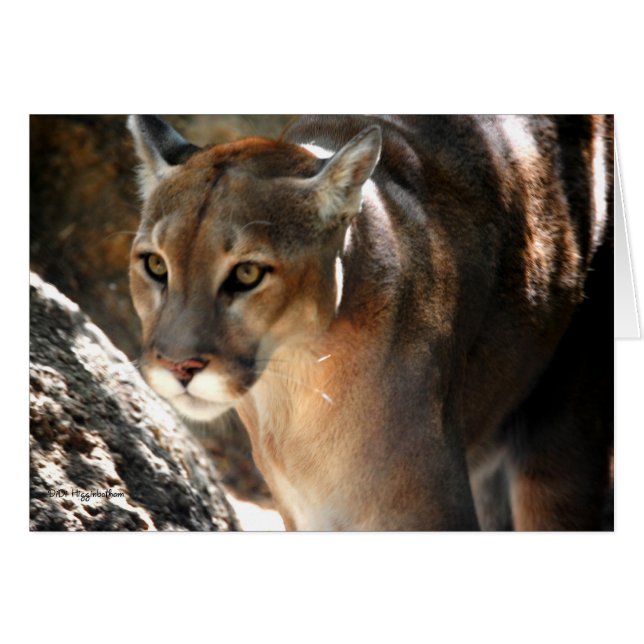 PUMA (Vorderseite (Horizontal))