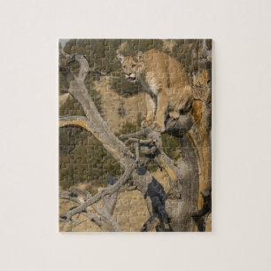 Puma, auch bekannt als Berglöwe, Kuguar; Puma conc Puzzle