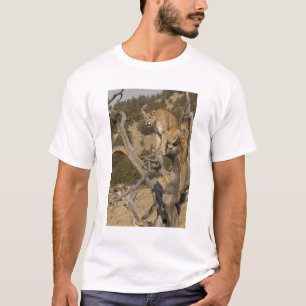 Puma, auch bekannt als Berglöwe, Kuguar; Puma conc T-Shirt