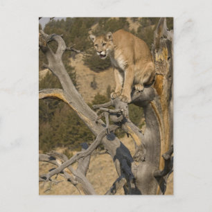 Puma, auch Berglöwe, Kuguar; Puma concolor, 2 Postkarte