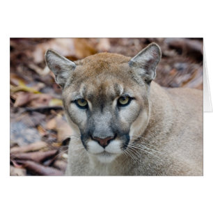 Puma, Berglöwe, Florida-Panther, Puma