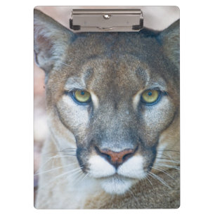Puma, Berglöwe, Florida-Panther, Puma 2 Klemmbrett