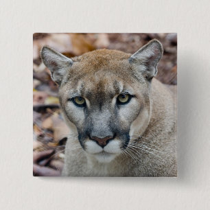 Puma, Berglöwe, Florida-Panther, Puma Button