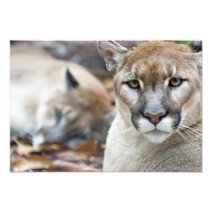 Puma, Berglöwe, Florida-Panther, Puma Fotodruck