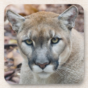 Puma, Berglöwe, Florida-Panther, Puma Getränkeuntersetzer