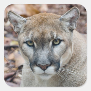 Puma, Berglöwe, Florida-Panther, Puma Quadratischer Aufkleber