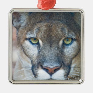 Puma, Berglöwe, Florida-Panther, Puma Silbernes Ornament