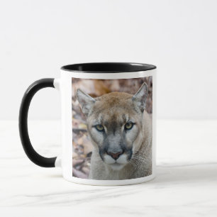 Puma, Berglöwe, Florida-Panther, Puma Tasse