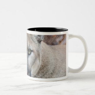 Puma, Berglöwe, Florida-Panther, Puma Zweifarbige Tasse