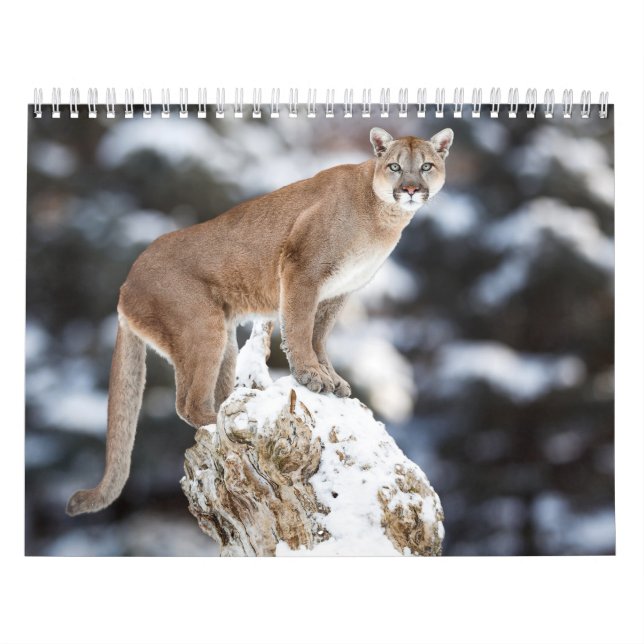 Puma Calendar Cougar Kalender (Titelbild)