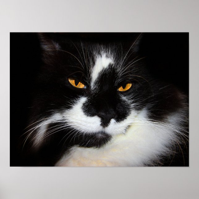 Puma Cat Poster (Vorne)