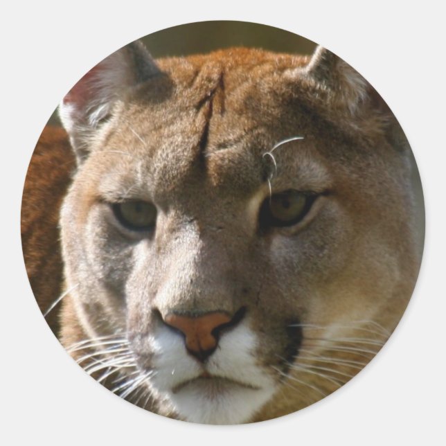 Puma Cats Stickers (Vorderseite)