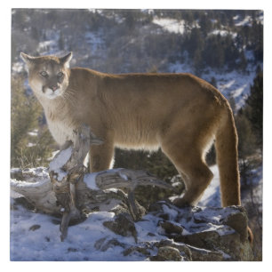 Puma Fliese