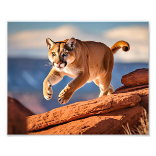 Puma-Fotoabzug Fotodruck