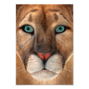 Puma Fotodruck