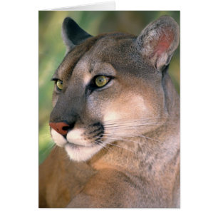 Puma, Kalifornien