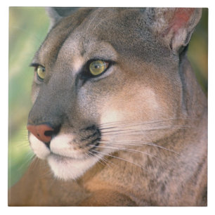 Puma, Kalifornien Fliese