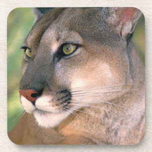 Puma, Kalifornien Getränkeuntersetzer
