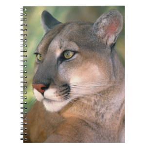 Puma, Kalifornien Notizblock