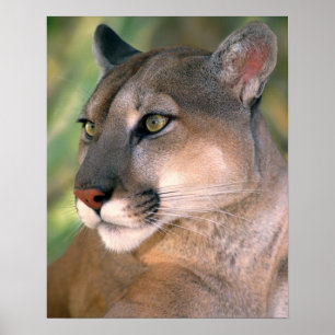 Puma, Kalifornien Poster