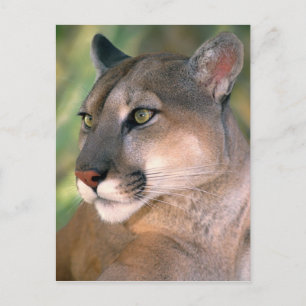 Puma, Kalifornien Postkarte